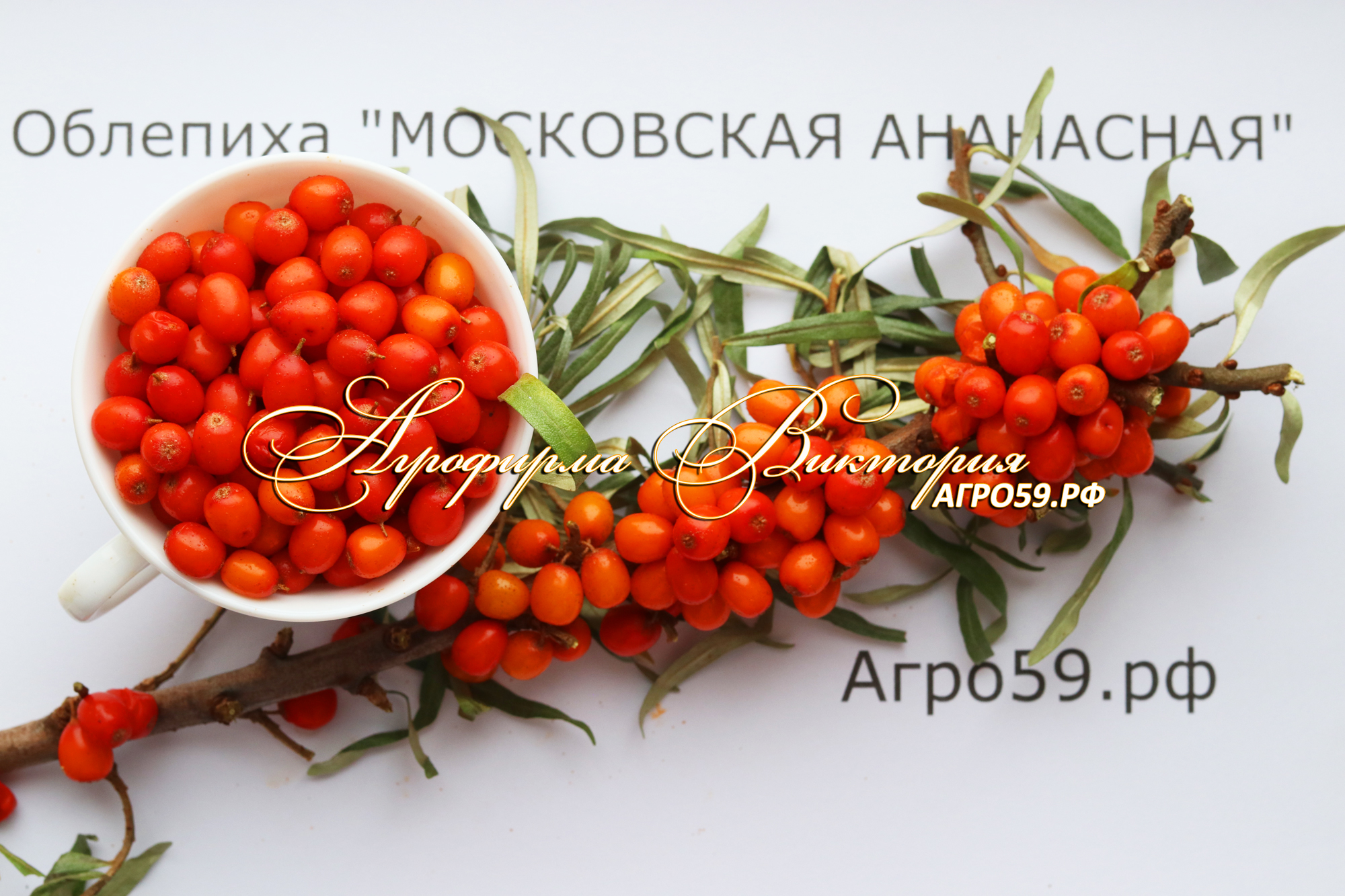 Облепиха \